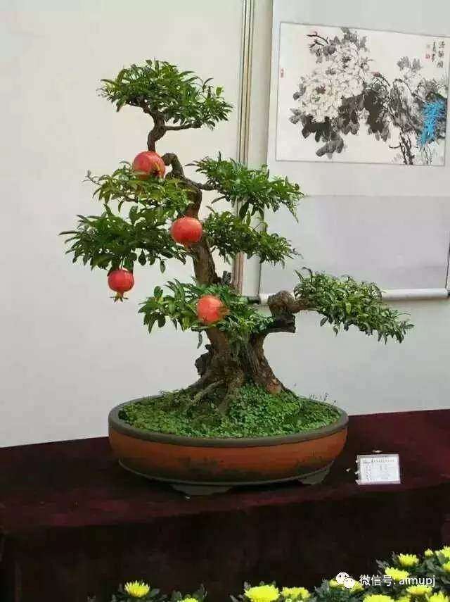 盆景肥料 怎样烧制草木灰的方法