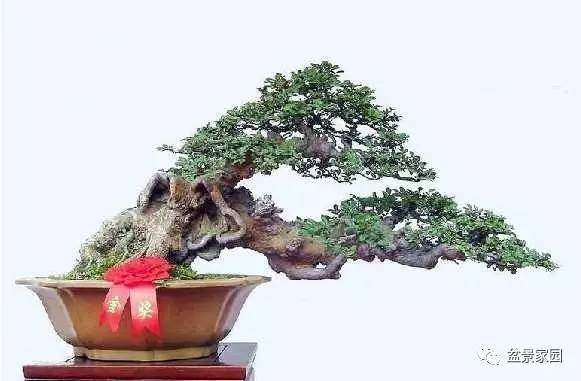 盆景素材扦插后怎么管理的方法