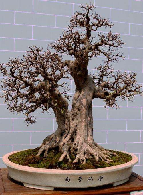 怎么借意以制作属于自己的盆景