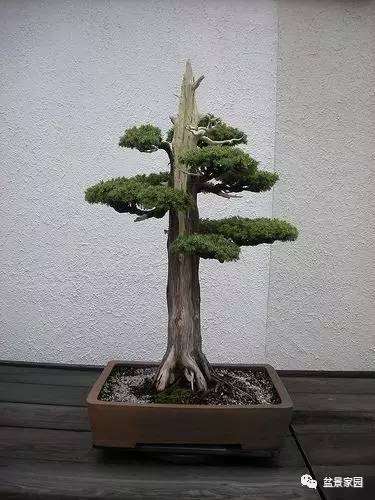 盆景艺术变异说 唯一不变的就是变化