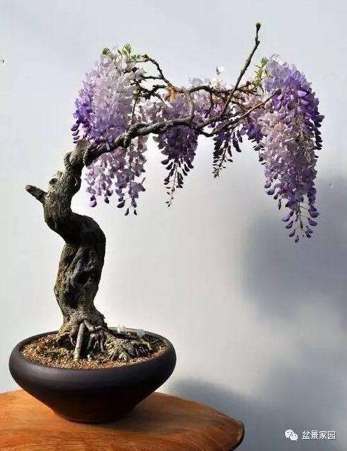 盆景艺术变异说 唯一不变的就是变化