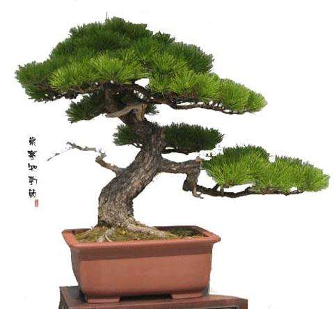 盆景艺术变异说 唯一不变的就是变化