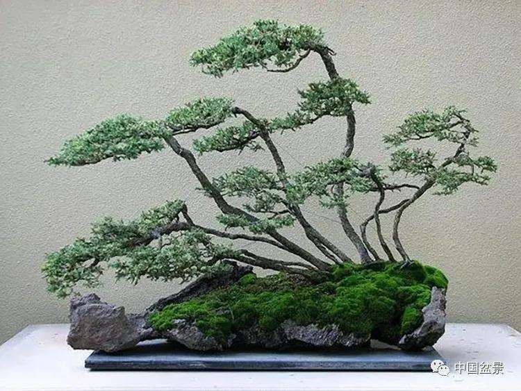 怎么风动式盆景造型的9个方法