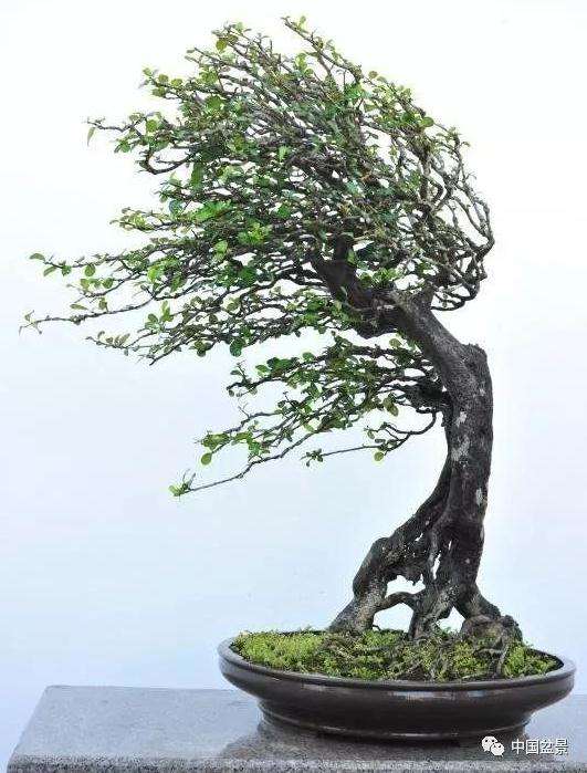 动势盆景各式造型法有哪些