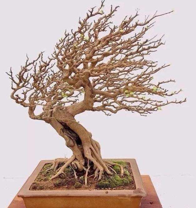 动势盆景的整体造型如何把握的方法