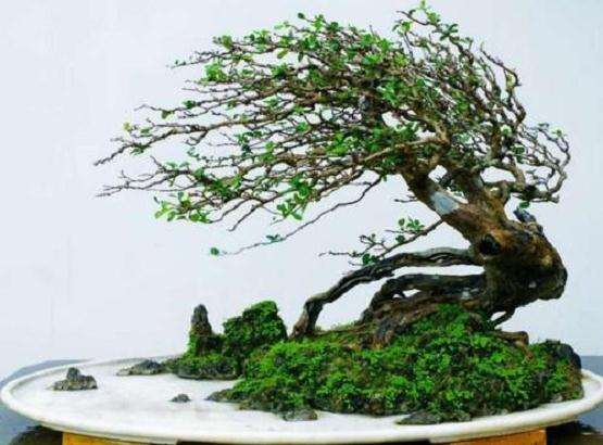 动势盆景中单体树木的取势布局有哪些方法