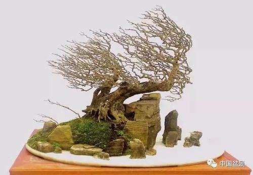 动势盆景应从哪3个研究方法入手