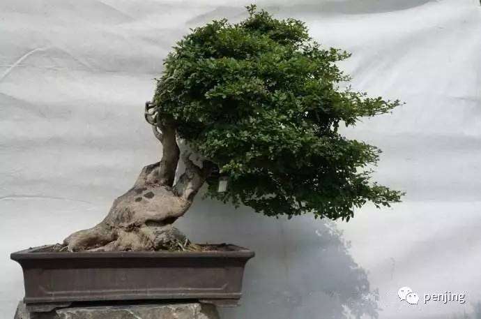 动势盆景的制作手法有哪3种