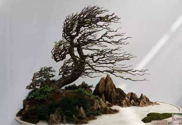 动势盆景是否只有风吹式