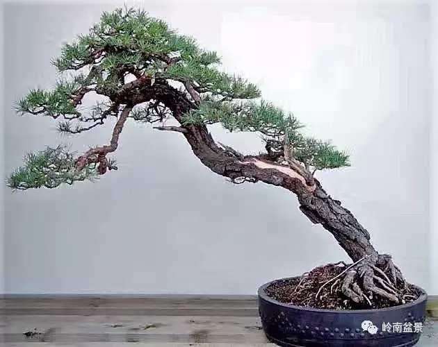 怎么制作动势盆景的5个问答