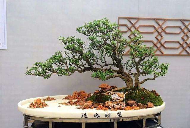 水旱盆景怎么用盆的3个方法