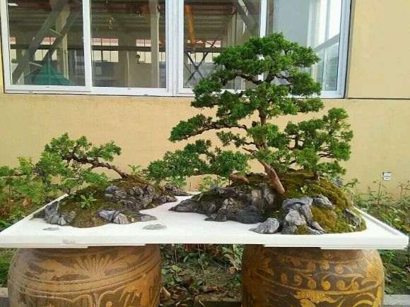 水旱盆景怎么用土的方法