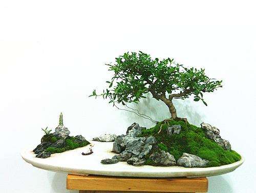 制作水旱盆景怎么选材的5个方法