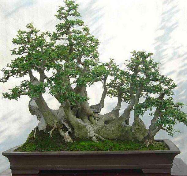 对节白蜡盆景怎么选材的3个方法