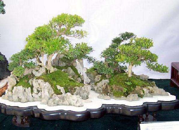 水旱盆景怎么铺种苔藓的3个方法