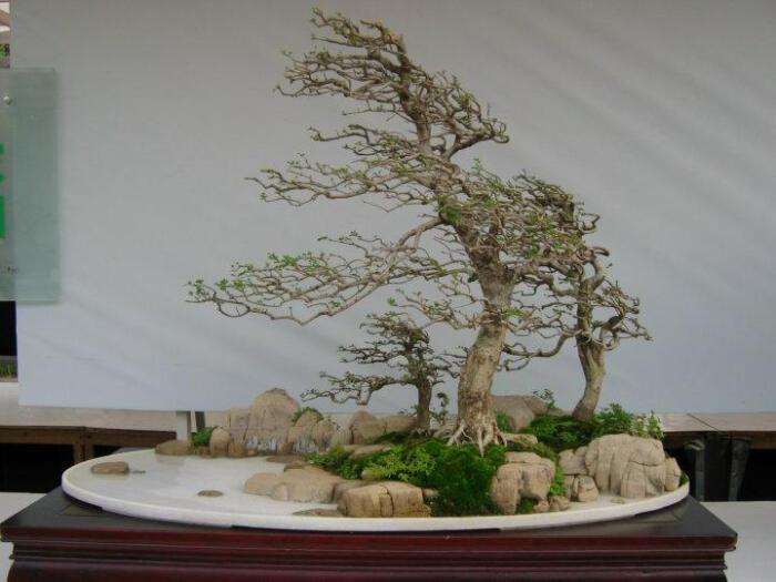 水旱盆景怎么加工石料的方法