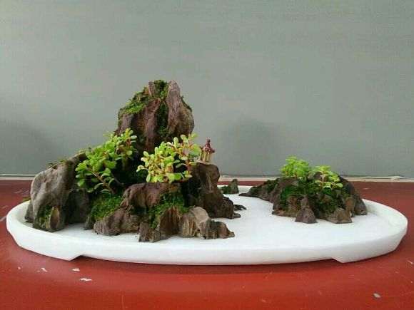 水旱盆景怎么攀扎的方法