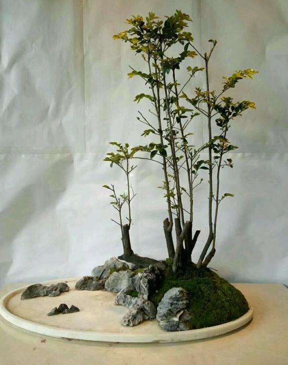 水旱盆景怎么加工树材的方法