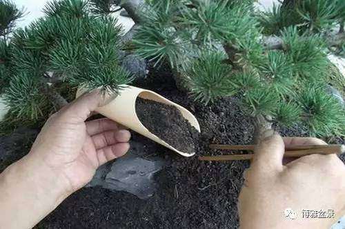 水旱盆景怎么加工树材的方法