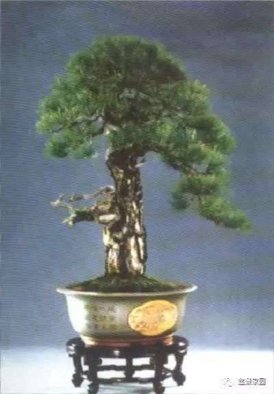 干的类型及在树木盆景中的线性美