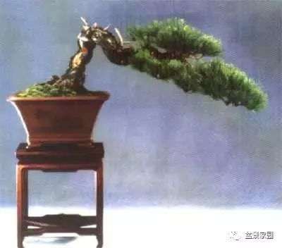 干的类型及在树木盆景中的线性美