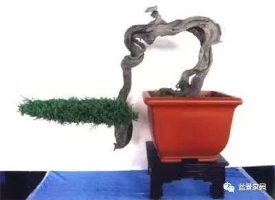 干的类型及在树木盆景中的线性美