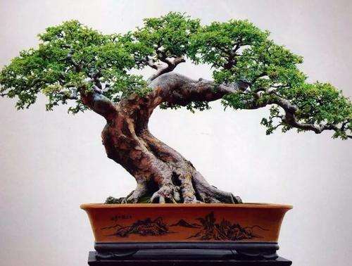 榆树盆景怎么快速造型的3个方法