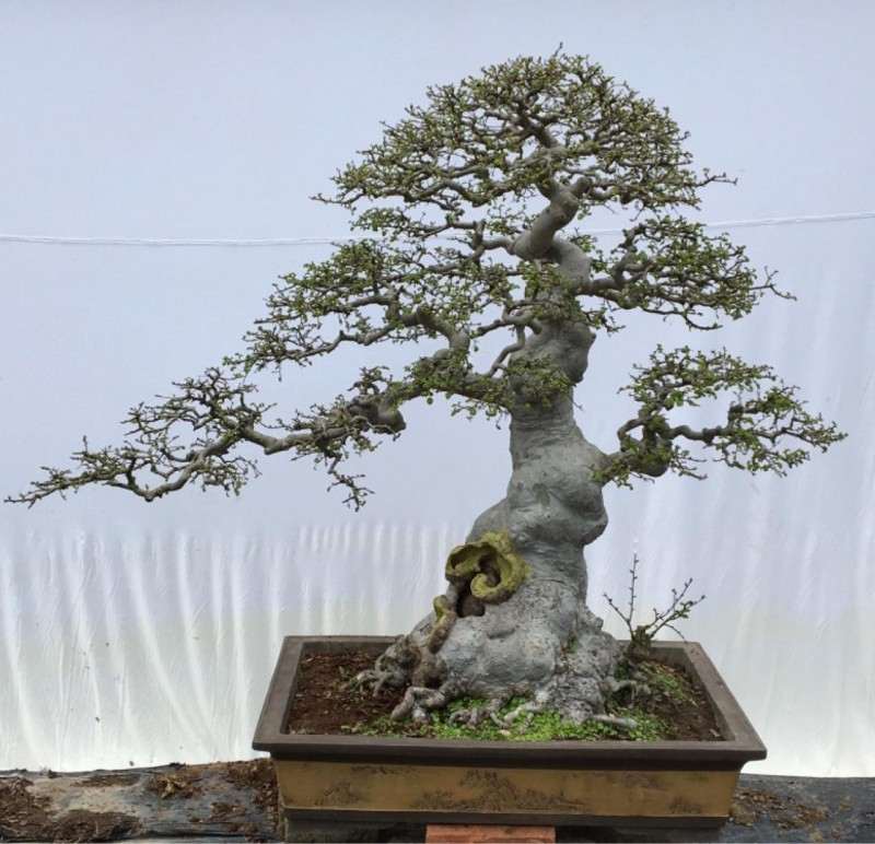 榆树盆景怎么快速造型的3个方法