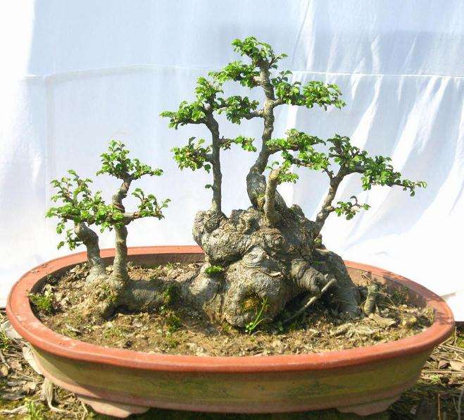 榆树盆景繁殖苗怎么养护的方法