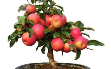 苹果盆景生长季怎么修剪的方法