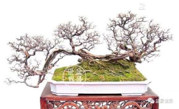 盆景意境如何表现 他只用八个字