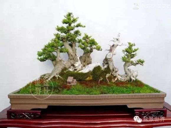 盆景意境如何表现 他只用八个字