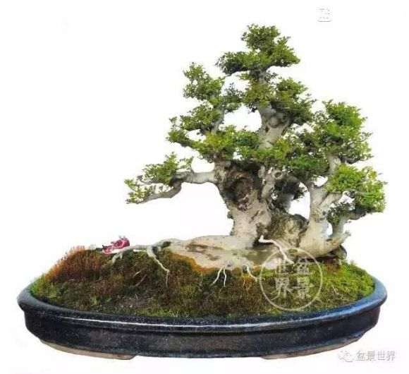盆景意境如何表现 他只用八个字