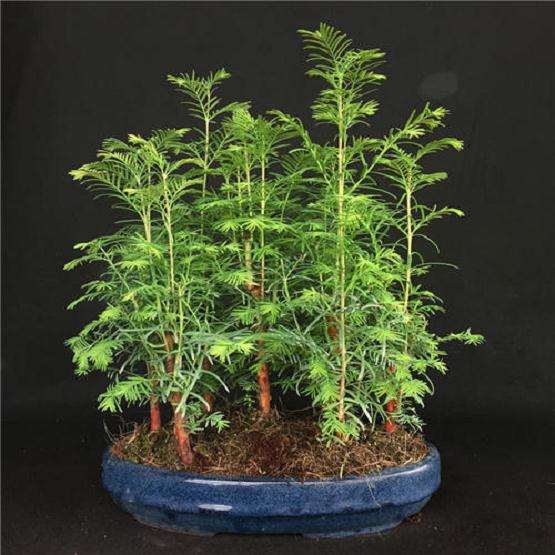 水杉盆景怎么浇水的4个方法