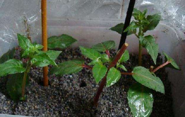 盆景扦插生根的原理分析