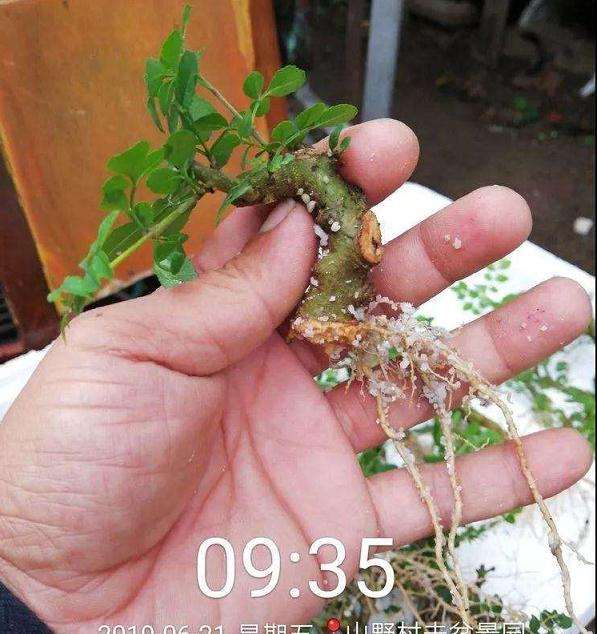 盆景扦插的湿度水分和时间温度