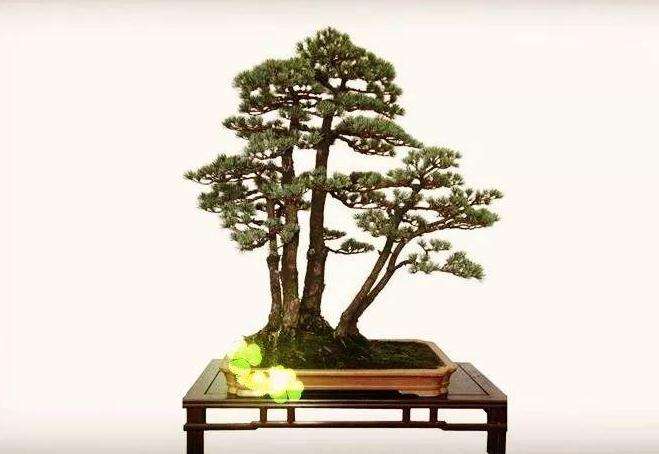 为什么养护盆景 切莫浇水过度