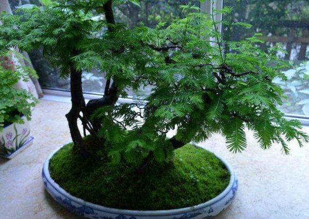 水杉盆景怎么养护的5个步骤