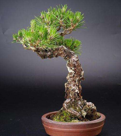 黑松盆景怎么施肥浇水的6个方法