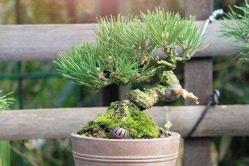 黑松盆景怎么上盆的3个过程