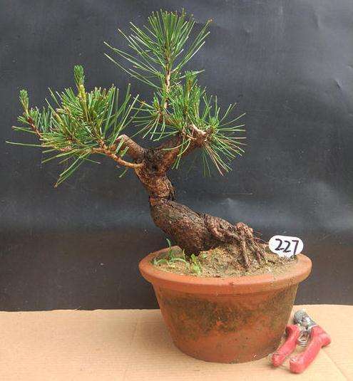 黑松盆景怎么整姿加工的2个方法