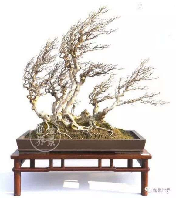 光照对盆景有什么重要作用