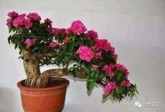 三角梅盆景怎么浇水施肥的方法