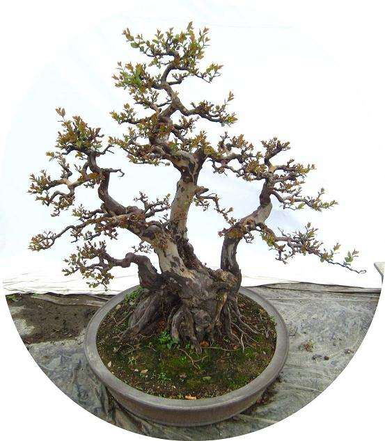 盆景树木怎么修剪的5个方法