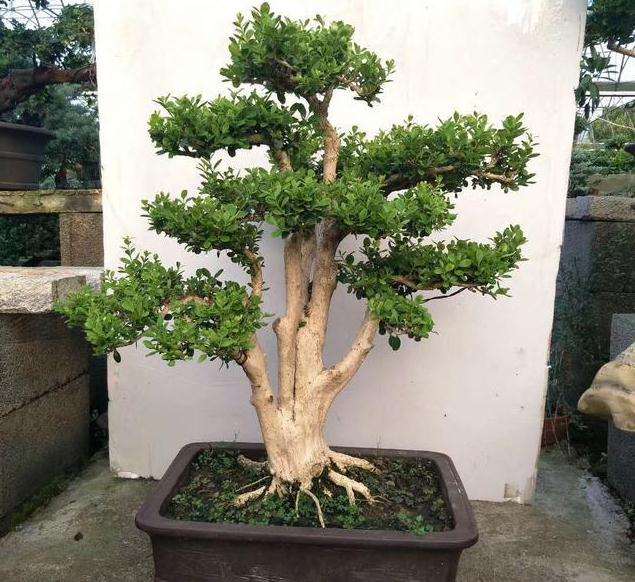 黄杨盆景怎么上盆的3个方法