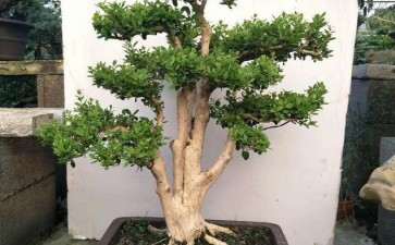 黄杨盆景怎么上盆的3个方法 图片