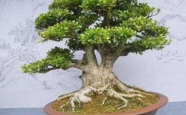 黄杨树盆景怎么浇水施肥的3个方法