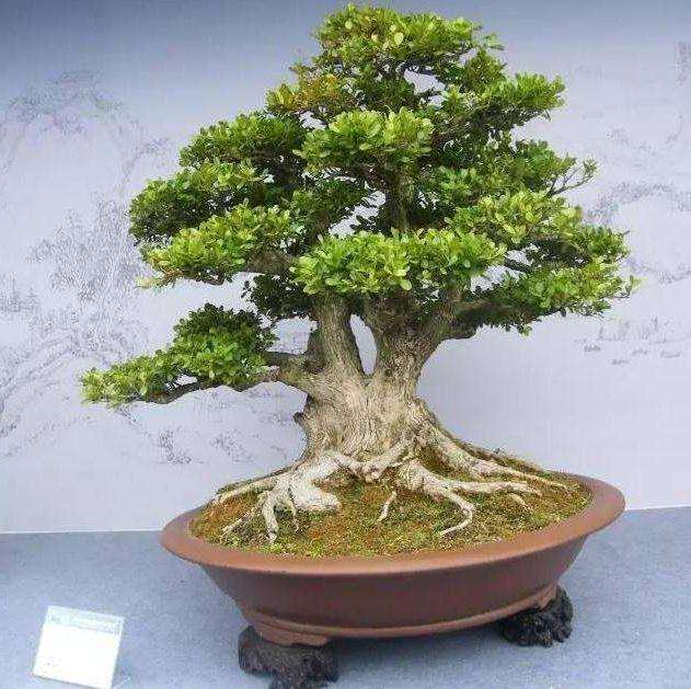 黄杨树盆景怎么浇水施肥的3个方法