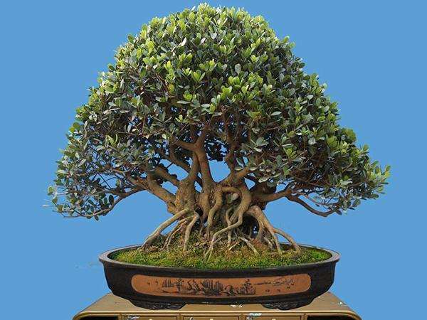 三峡蚊母盆景怎么造型的5个方法