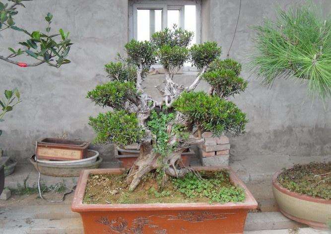盆景怎么日常养护的6个方法